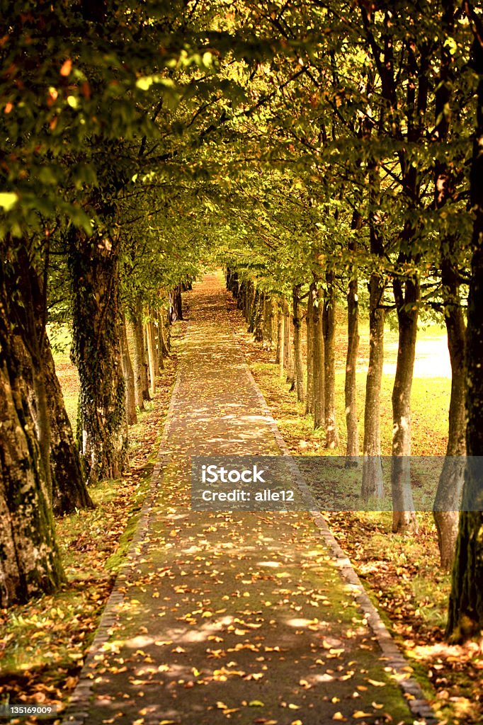 Herbst avenue - Lizenzfrei Baum Stock-Foto