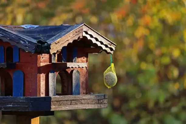 colourful bird feeder with tit balls in front of autumn leaves background.