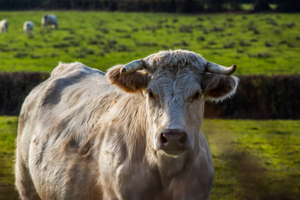 istock Charolais cow portrait 1351691666