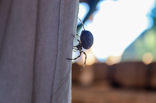 Tegenaria domestica, Barn Funnel Weaver, Domestic/Common house Spider on old wood fence.  In the city, Lethbridge, Southern Alberta, Canada.