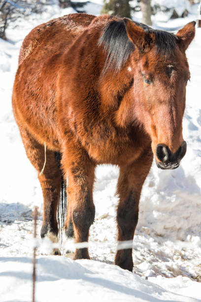 istock Horse Portrait in Snow 1351692964