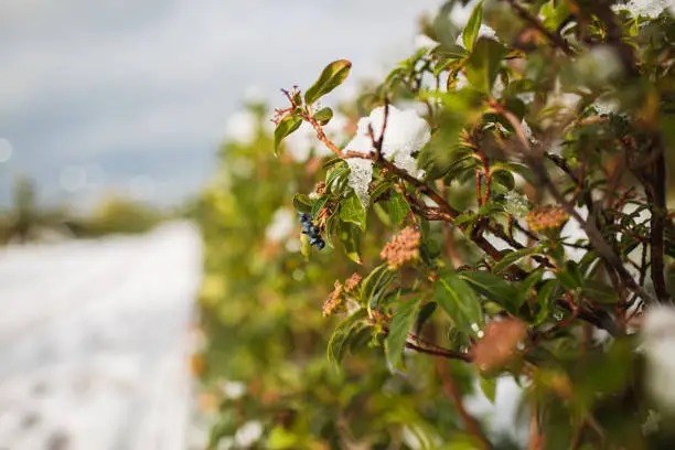 Photo of Viburnum tinus Laurustinus covered with snow after a snowfall in Sochi