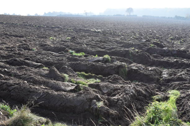 istock Looking over a plowed field on a hazy autumn day. 1351695223
