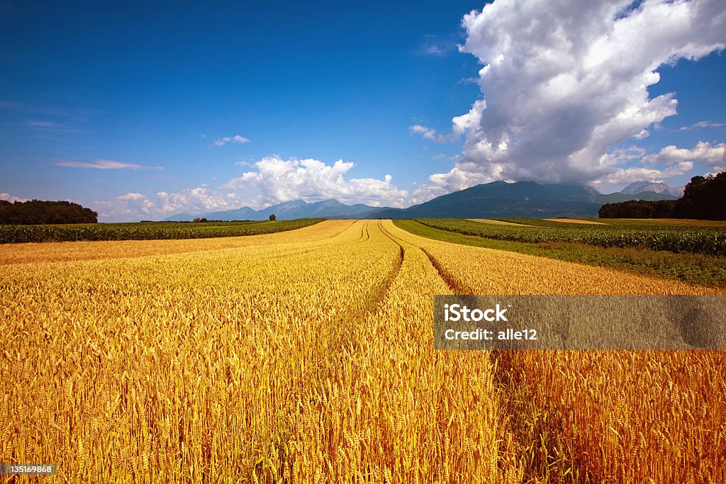 Ripe wheat aginst blue sky Ripe wheat aginst blue sky. Agricultural Field Stock Photo