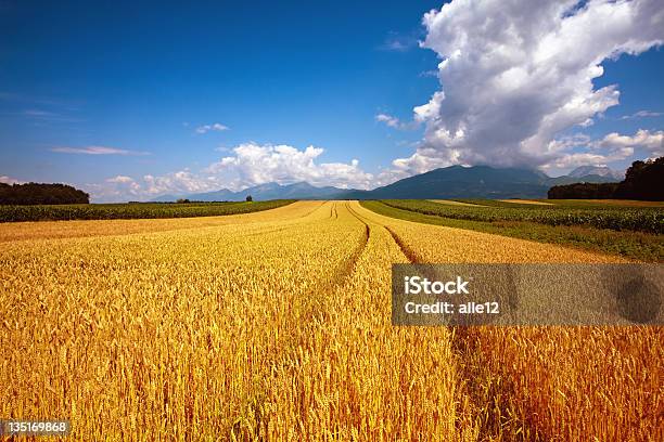 Ripe Wheat Aginst Blue Sky Stock Photo - Download Image Now - Agricultural Field, Agriculture, Blue