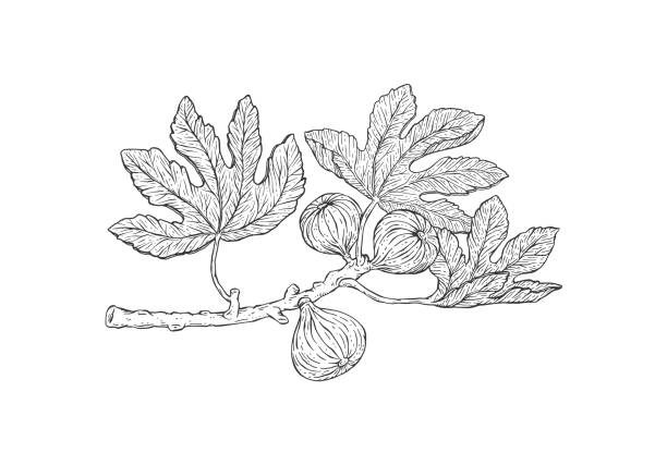 Fig tree branch with hanging fruit, engraving vector illustration isolated. Fig tree branch with hanging fruit, engraving sketch style vector illustration isolated on white background. Botanical detailed hand drawn image of fig plant. fig tree stock illustrations