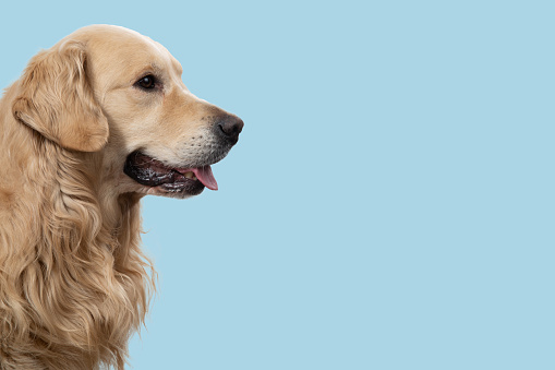 Golden retriever dog in profile on a blue background.
