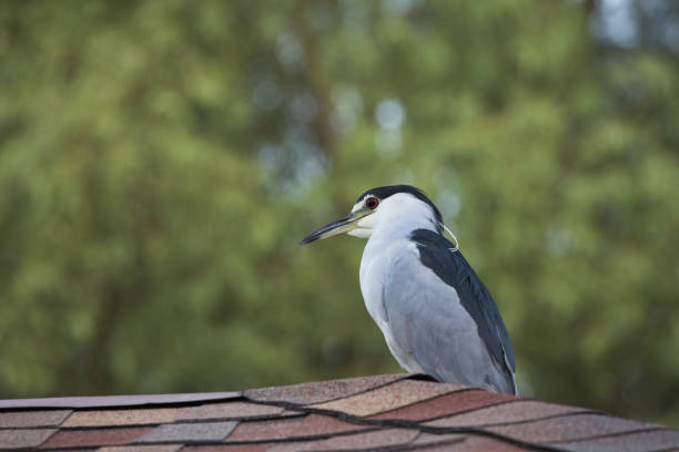 Comfortable wildlife and human proximity seen in Black crowned Night Heron perched on an asphalt shingle roof top in Tucson, Arizona