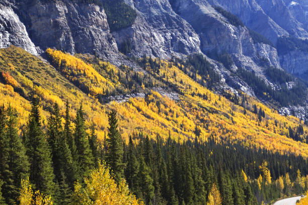 istock Autumn gold and glory along Icefields Parkways in Canada 1351699974
