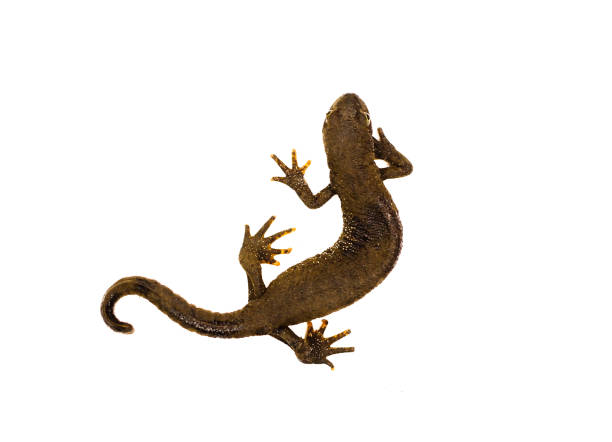 Common newt isolated on white stock photo