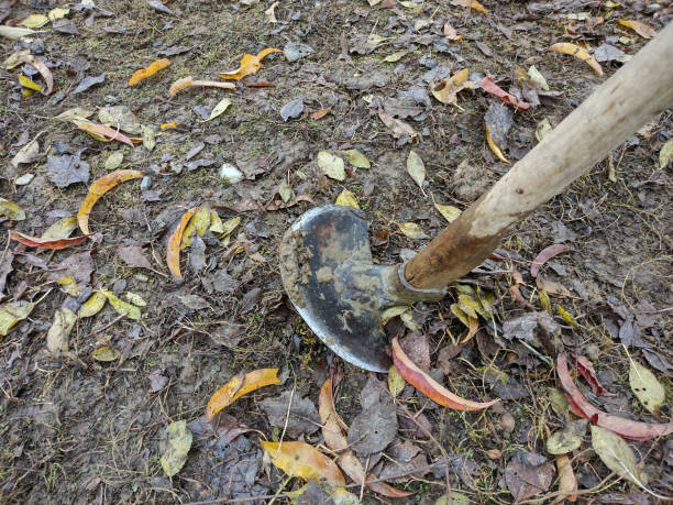 istock dig on the ground at farm 1351700240