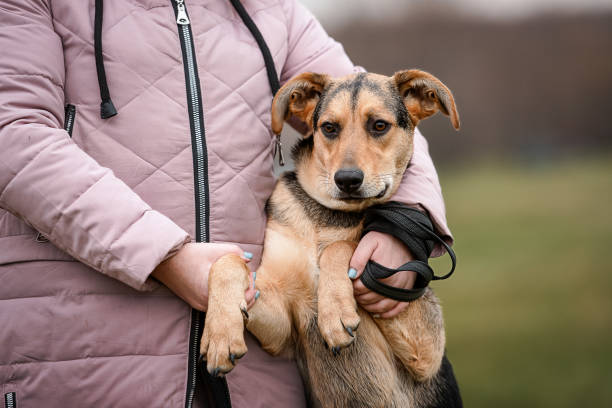 istock shelter mix dog put paws in human hands 1351700957
