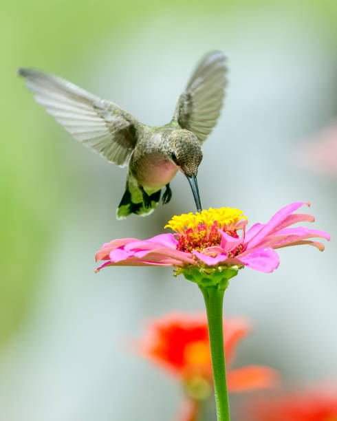 Closeup of Hummingbird above a flowers Hovering bird feeds on a pink zinnia flower. flapping wings photos stock pictures, royalty-free photos & images