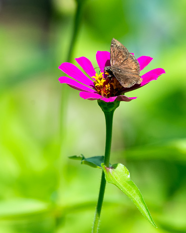 Tiny skipper insect rests on pink zinnia flower.