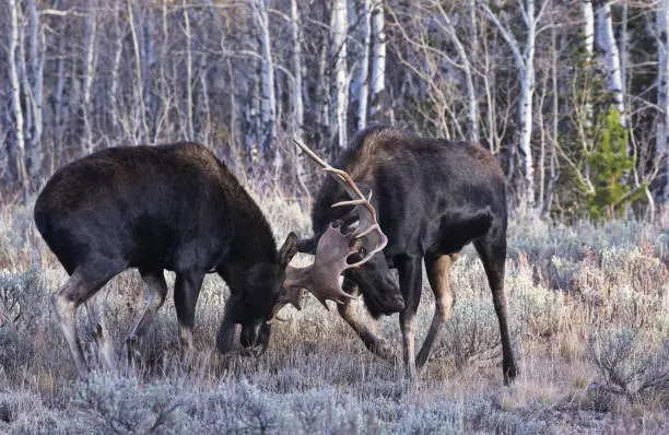 Photo of Battling Bull Moose near Grand Teton National Park in Jackson, Wyoming