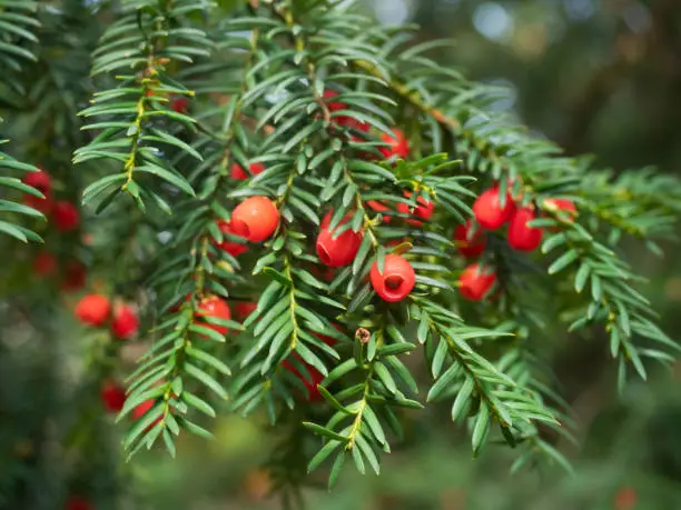 Ripe red fruits of the European yew (Taxus baccata) grow on small branches of the evergreen tree.