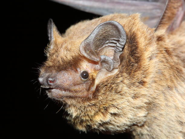 istock The Lesser noctule (Nyctalus leisleri) portrait 1351703273