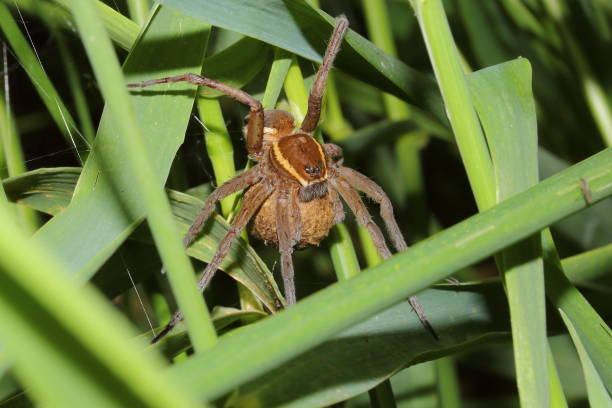 istock Female of Fen Raft Spider (Dolomedes plantarius) with cocoon 1351703274