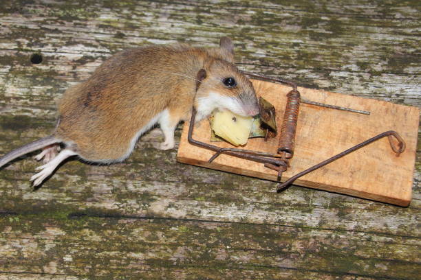 istock Dead mouse in an old mousetrap with piece of chesse 1351703282