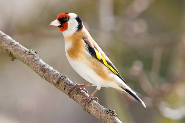 istock The European (Carduelis carduelis) on tree branch 1351703297