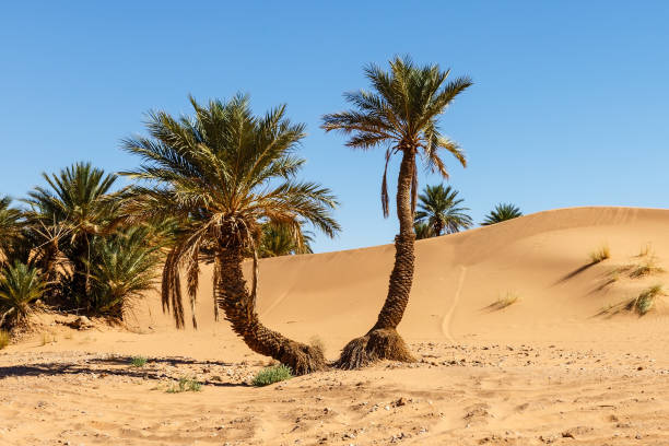 istock palm trees in the sahara desert 1351704088