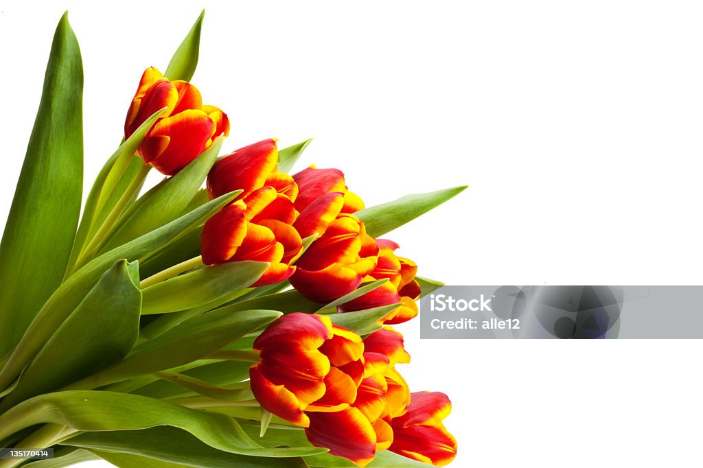 Tulipes de printemps - Photo de Beauté de la nature libre de droits