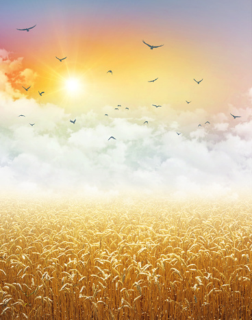 Gold wheat field growing under a colorful sky, low white clouds, flying birds and the rising sun