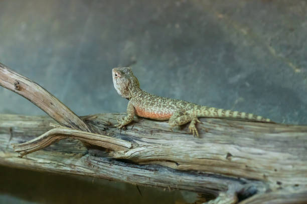 l’iguane à collier - crotaphytus collaris - rampe sur le tronc. un petit lézard à longue queue - lizard collared lizard reptile animal photos et images de collection