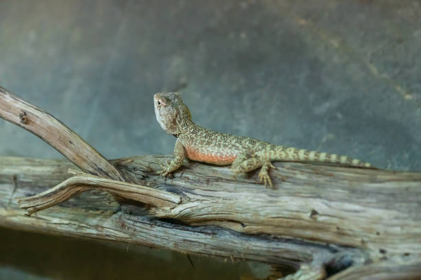 the collared iguana - crotaphytus collaris - crawls on the trunk. a small lizard with a long tail - lizard collared lizard reptile animal imagens e fotografias de stock