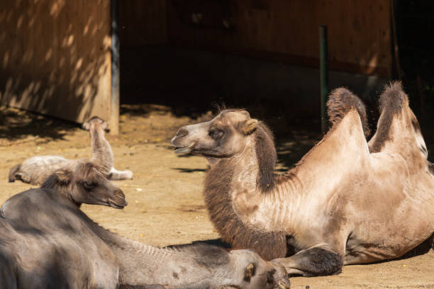 istock Bactrian camel - Camelus bactrianus lies in the garden and next to it is a young camel 1351706298