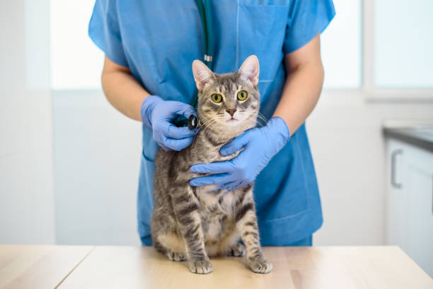 tierärztin untersucht eine katze mit stethoskop - doctors office examination room examination table office stock-fotos und bilder