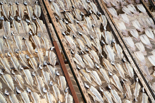 Horizontal closeup photo of a group of dried fish frames hanging in a row on a wooden pole in a restaurant window. Pottsville, north coast NSW.
