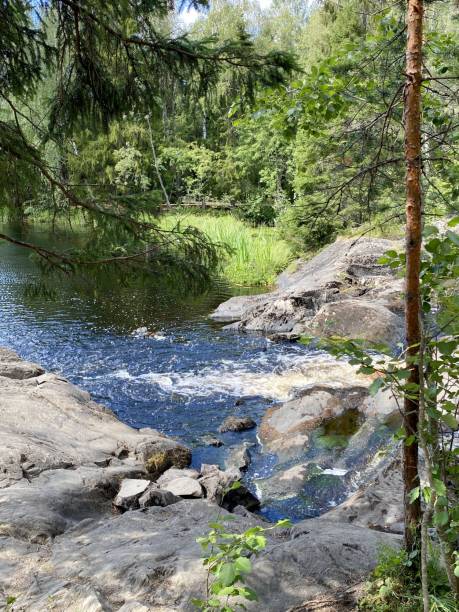 istock summer landscape with pine tree and stormy river. Karelia nature 1351707100