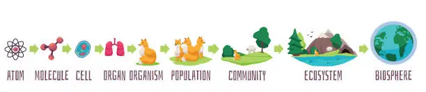 Vector illustration of Hierarchy of biological life from simple cell to complex organism and ecosystems on planet Earth