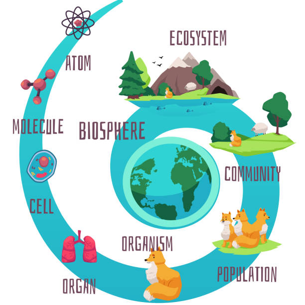 różnorodność biologiczna i klasyfikacja życia biosfery infografika kreskówki. - stratosphere stock illustrations