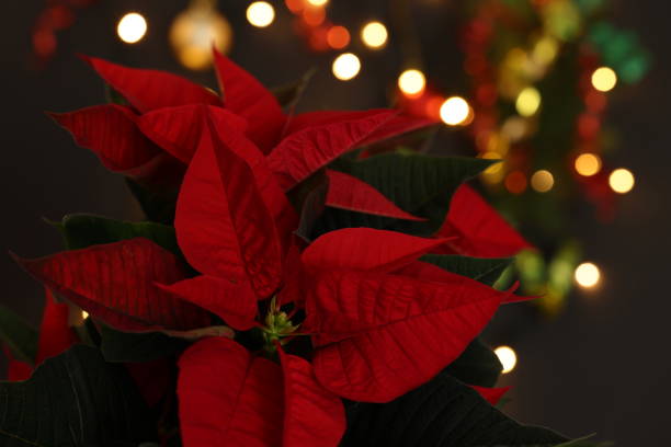 istock Poinsettia Plant 1351709551