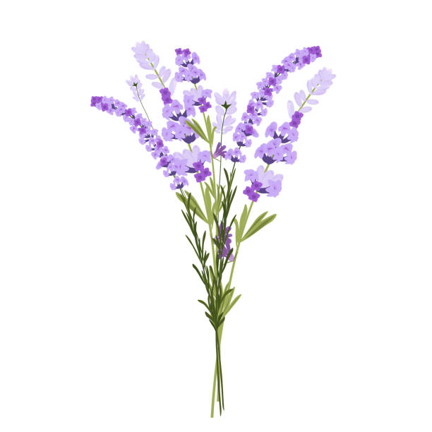 lavender vector stock illustration. purple flowers. - leylak stock illustrations