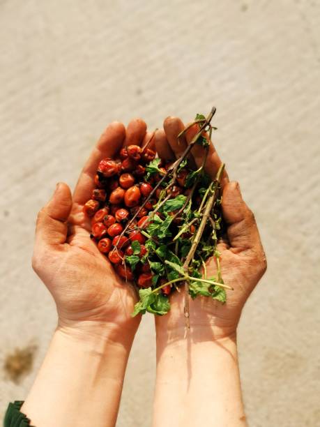 Handful of dried fruits and tea