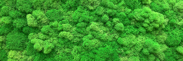 istock Moss. The texture of the moss, background 1351710389