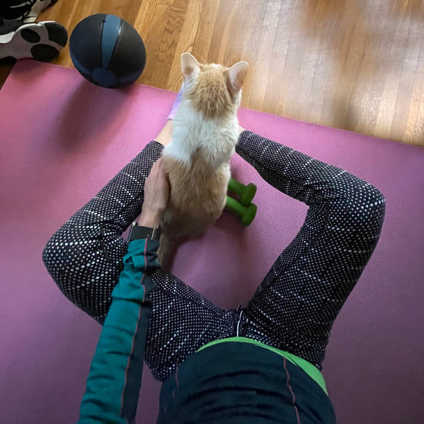 istock Taking a home workout break to give kitty cat some love. 1351711302