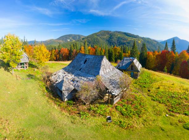 Houses of shepherds wooden old in the Carpathians, Ukraine, autumn beech and coniferous forest, beautiful ecological landscape. Aerial view drone copter