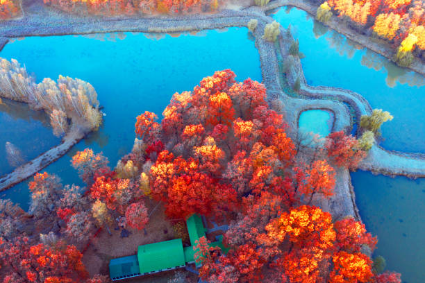 istock Lake in the autumn forest 1351712903
