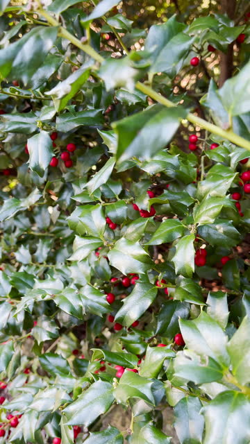 Holly Berry Bush Glistens in the Morning Sunlight