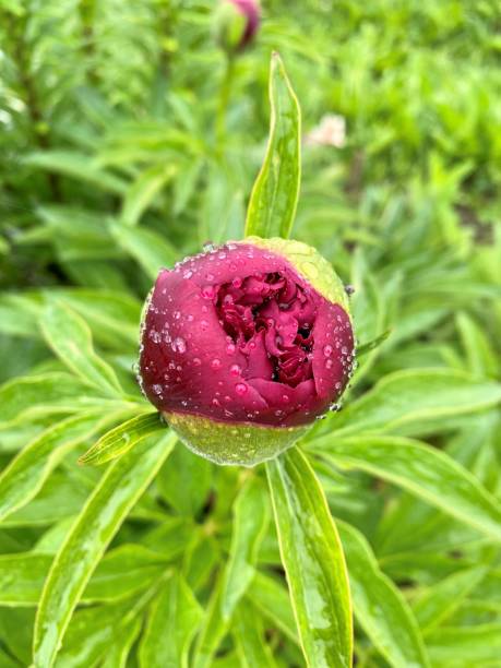 istock a red peony bud after rain with small drops macro 1351714276