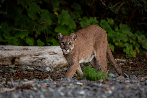 Mountain Lion lying on snowy mountain side is injured in the Yellowstone Ecosystem of western USA , North America. Nearest cities are Denver, Colorado, Salt Lake City, Utah, Jackson, Wyoming, Gardiner, Cooke City, Bozeman and Billings, Montana. North America
