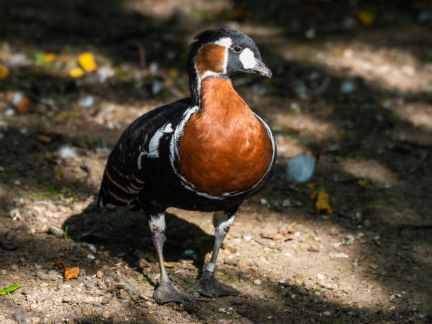 istock Red-breasted Goose Walking on the Ground 1351714510