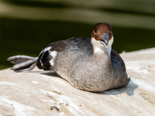 istock Male Smew Duck Resting near Water's Edge 1351714582