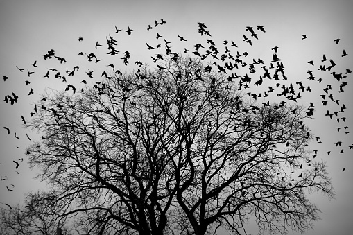 a flock of crows taking off from a tree. black and white photo. Black plumage birds dark silhouettes isolated on the light background. Harbingers of war, plague and death omens. High quality photo