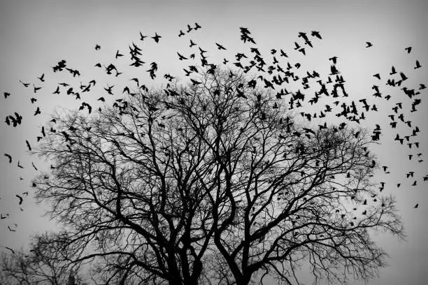Photo of a flock of crows taking off from a tree. black and white photo. Black plumage birds dark silhouettes isolated on the light background. Harbingers of war, plague and death omens