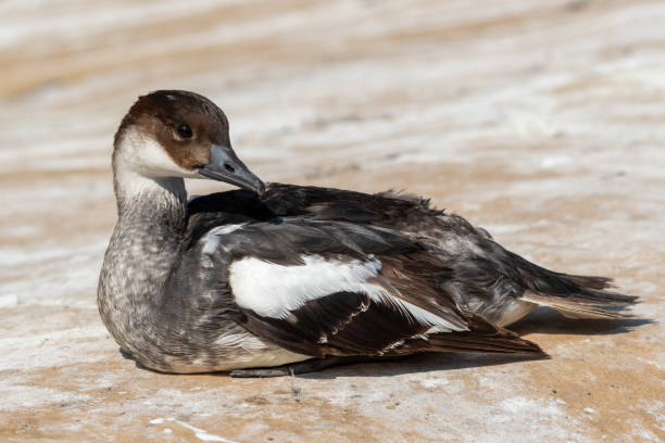 istock Male Smew Duck Resting near Water's Edge 1351715299